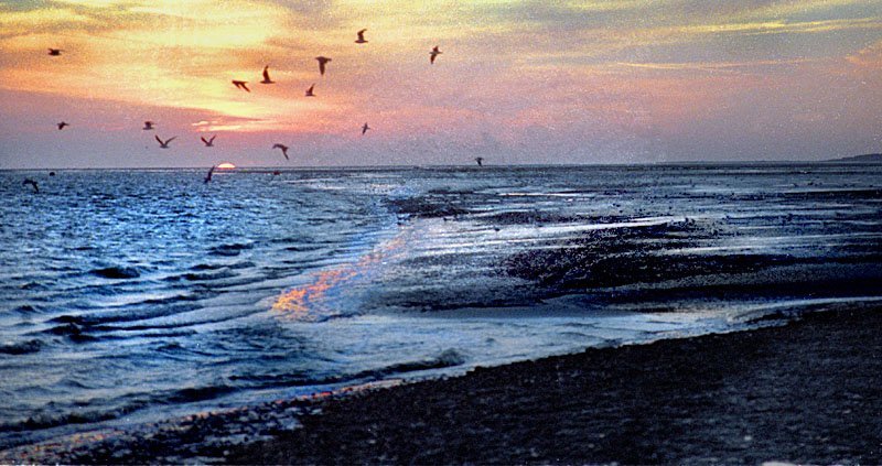  Baie de Somme, mouettes au large de la plage du Crotoy.