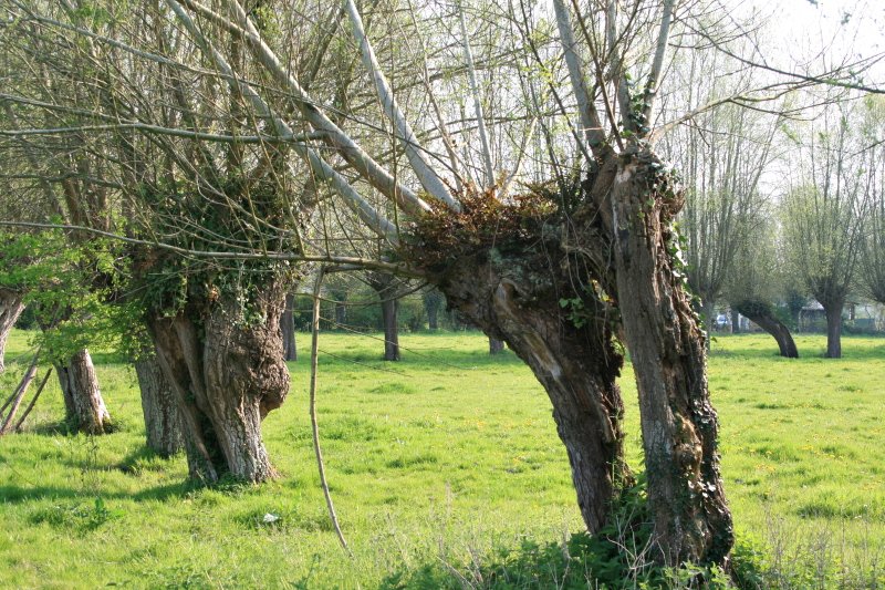 Vieux saules dans les environs de Favières 