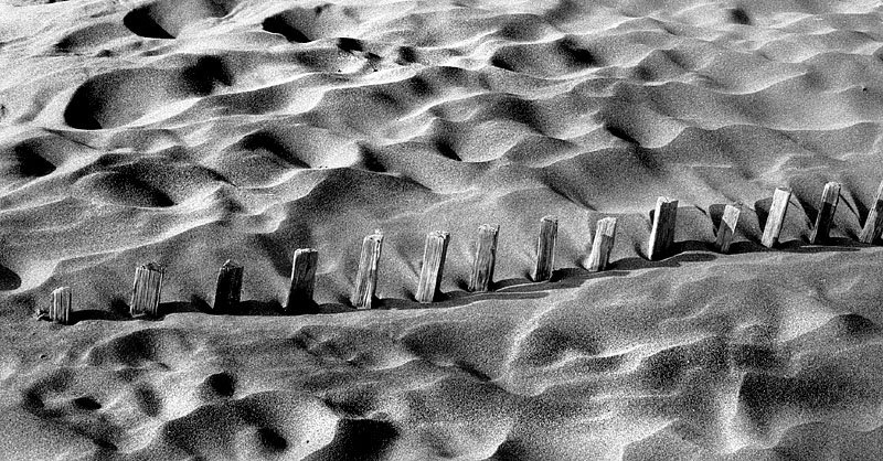 En Camargue, palissade pour fixer le sable des dunes des Stes Maries de la Mer
